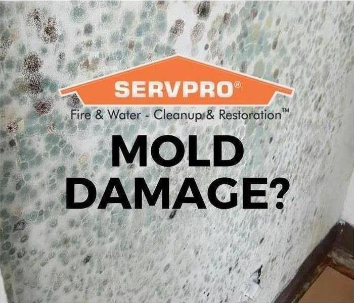 Mold Remediaion